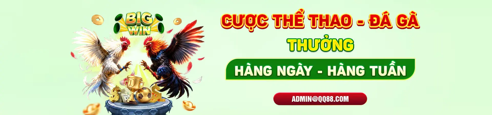 cược thể thao đá gà hàng tuần tại QQ88